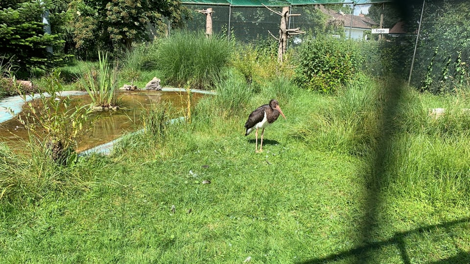 Schwarzer Storch steht auf Wiese in einem Gehege.