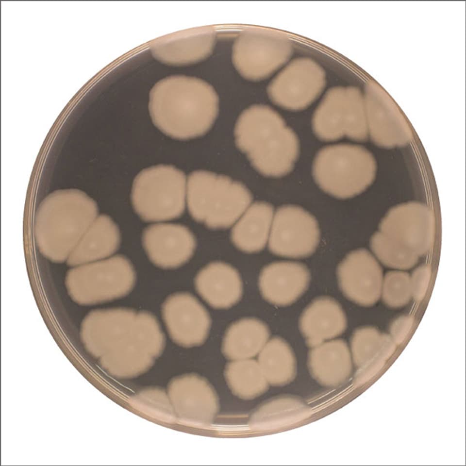 Clostridiales-Bakterien in einer Petri-Schale.