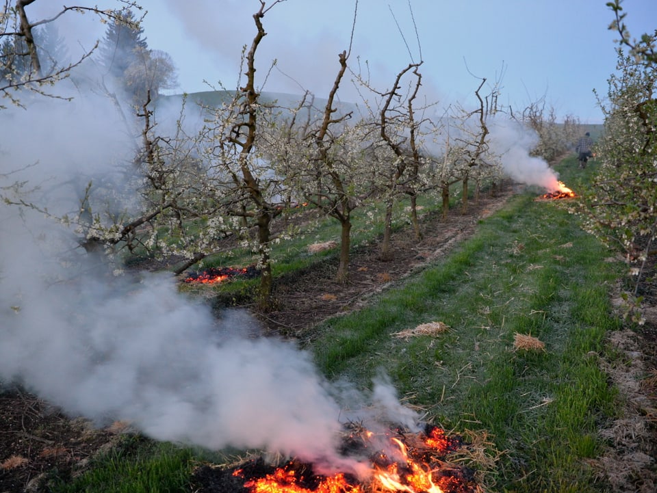 Feuer zwischen den Obstplantagen Ende April.