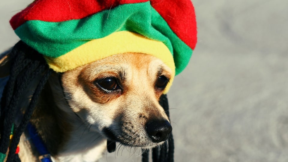 - bewiesen: Hunde lieben Reggae - SRF Virus - SRF