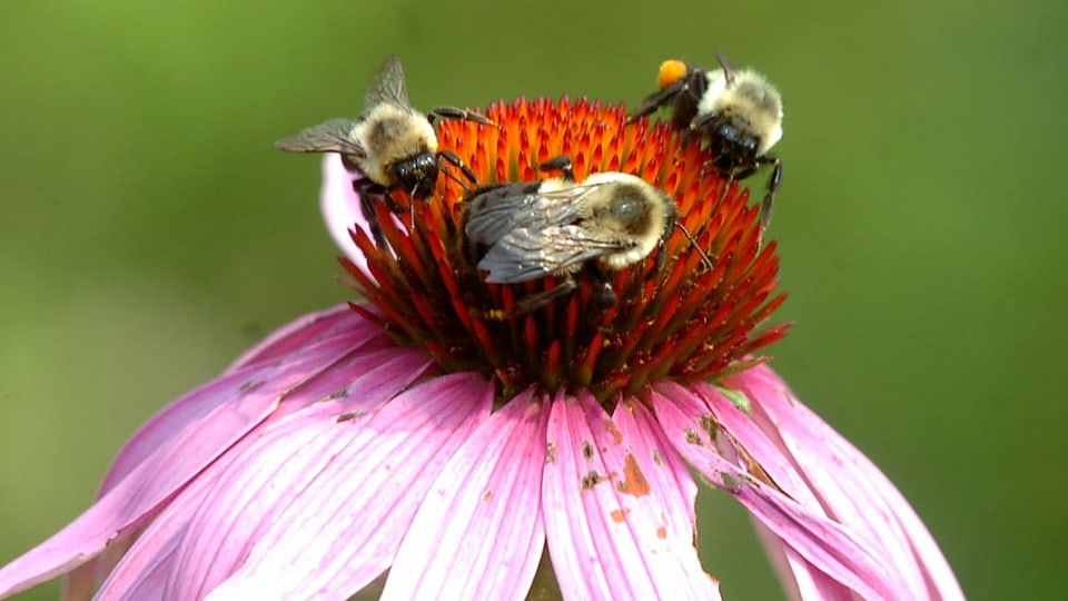 Bienen im US-Bundesstaat Washington.