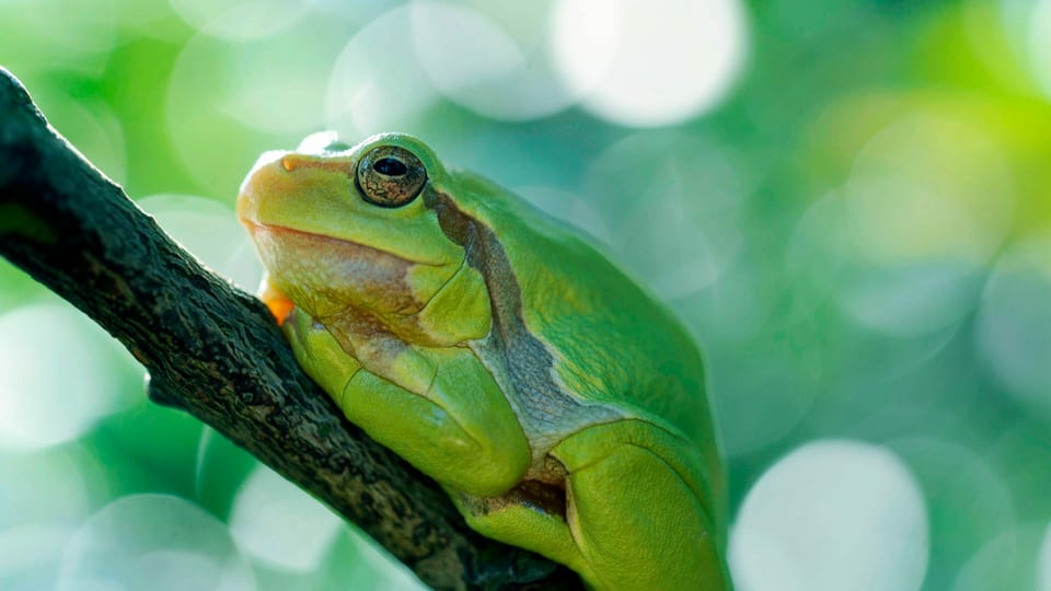 Ein grüner Frosch sitzt auf einem Ast.