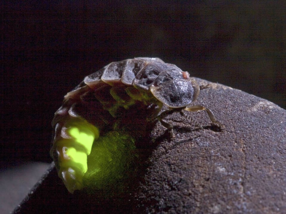 Ein Leuchtkäfer-Weibchen sitzt auf einem Stein.