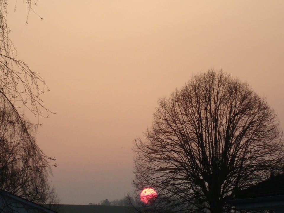 Sonnenaufgang als himbeerfarbende Kugel hinter dem Baum