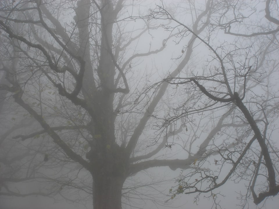 Ein Baum umhüllt von grauem Nebel.