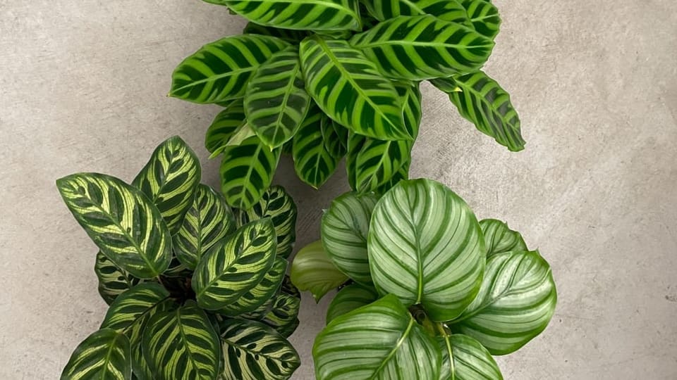 Calathea Zebrina, Calathea makoyana und Calathea Orbifolia Calathea Zebrina, Calathea makoyana und Calathea Orbifolia