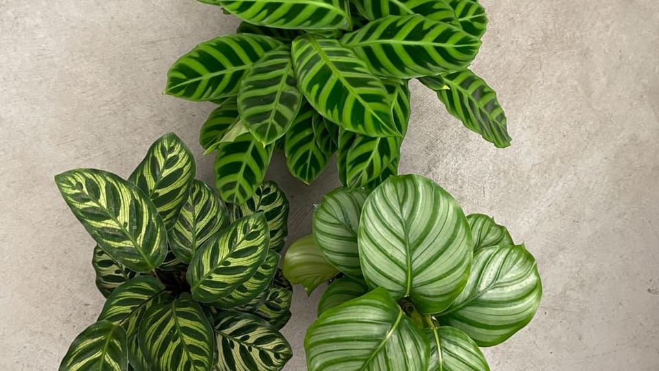 Drei Calathea-Pflanzen mit unterschiedlichen Blattzeichnungen