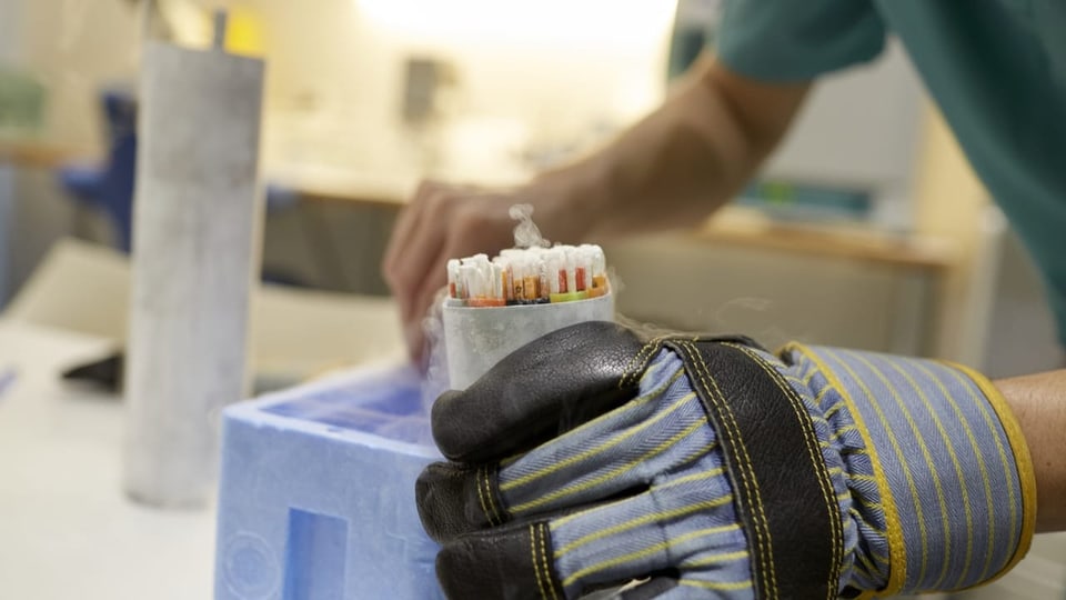 Befruchtete Eizellen werden in flüssigen Stickstoff eingelegt für eine eventuelle spätere Verwendung.