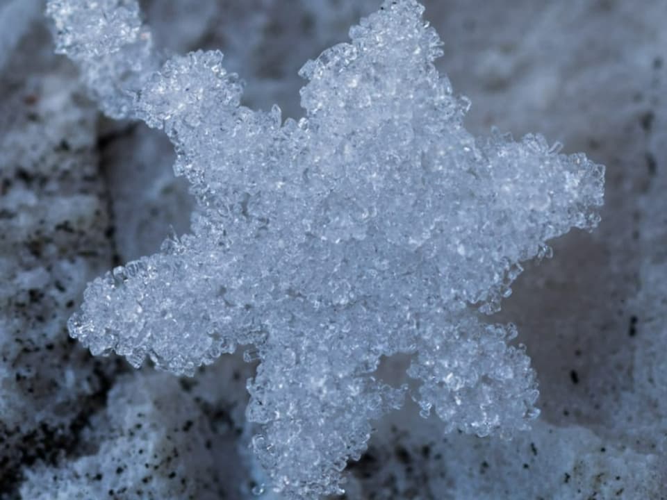 Muttenz/BL Schneestern in Grossaufnahme