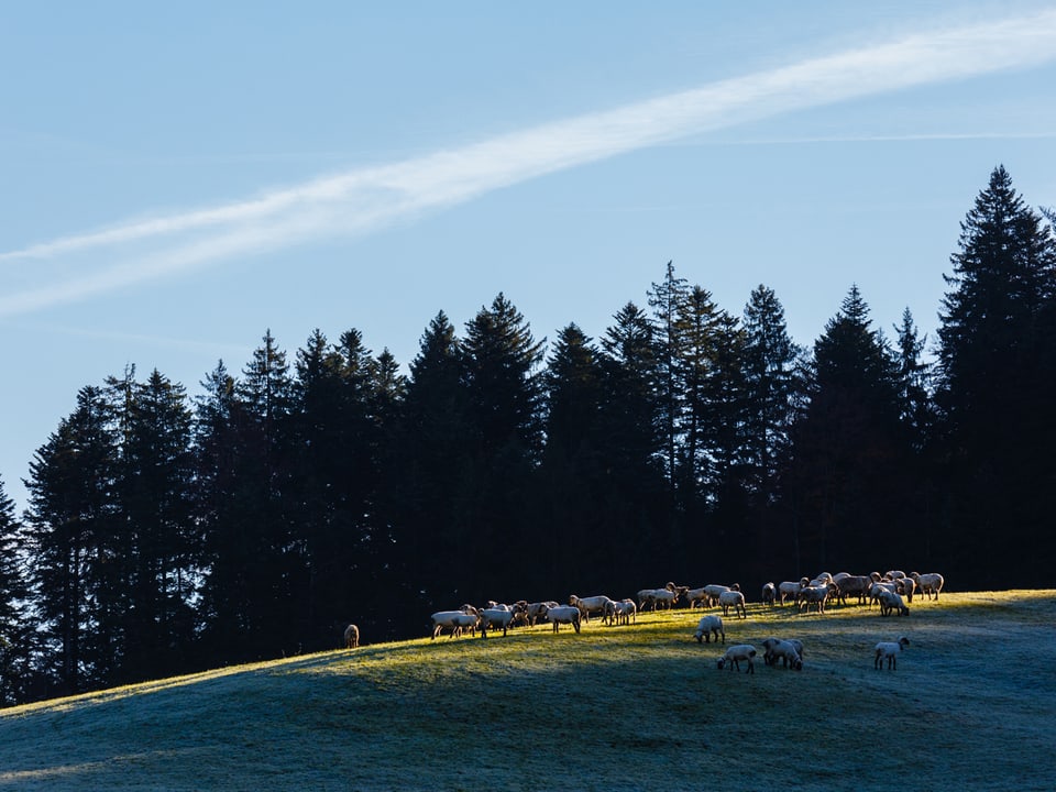 Schafe auf einer Herbstwiese