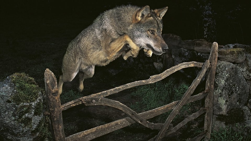 Ein Wolf springt über einen Holzzaun.