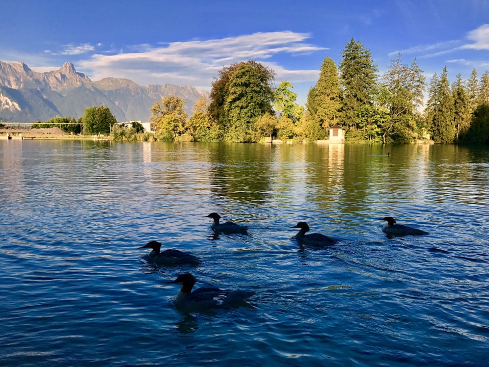 See mit 5 Enten, die darauf schwimmen. Dahinter das Ufer mit Bäumen, im Hintergrund Berge. Die Sonne scheint. 