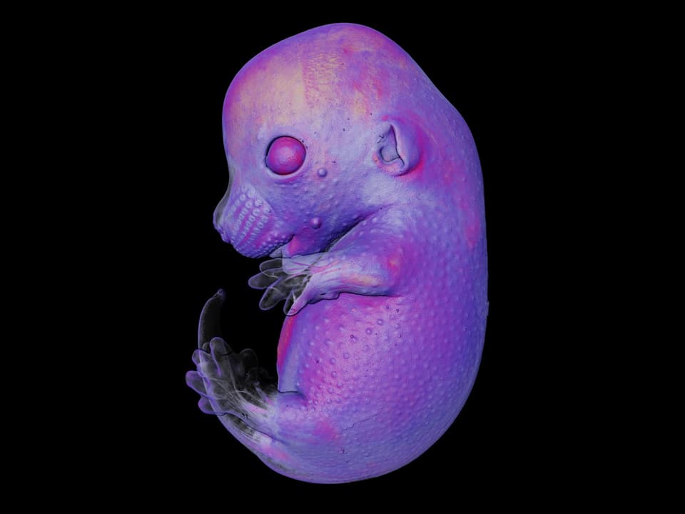 Ein Mäusembryo.