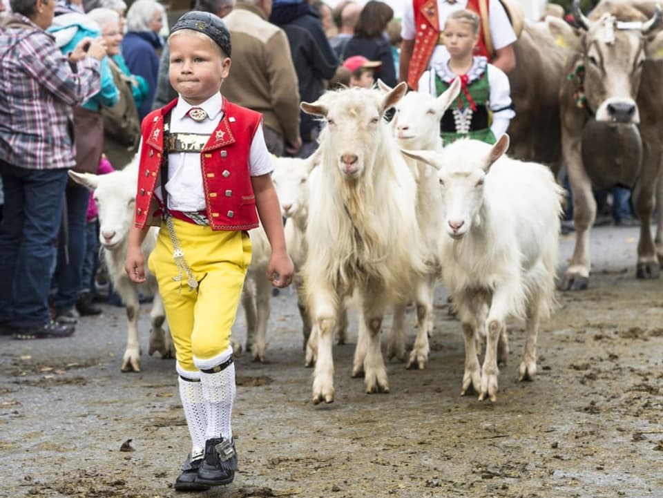 Junge in Appenzeller Tracht führt seine Ziegen an der Viehschau durchs Dorf.