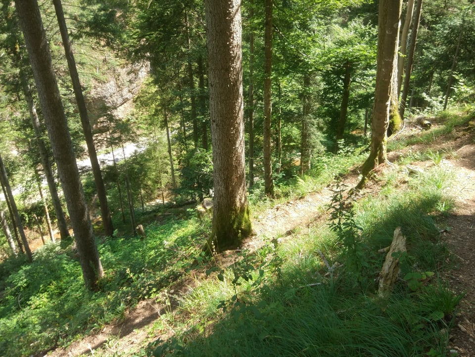 Steiler Weg im Wald- unten die Töss.