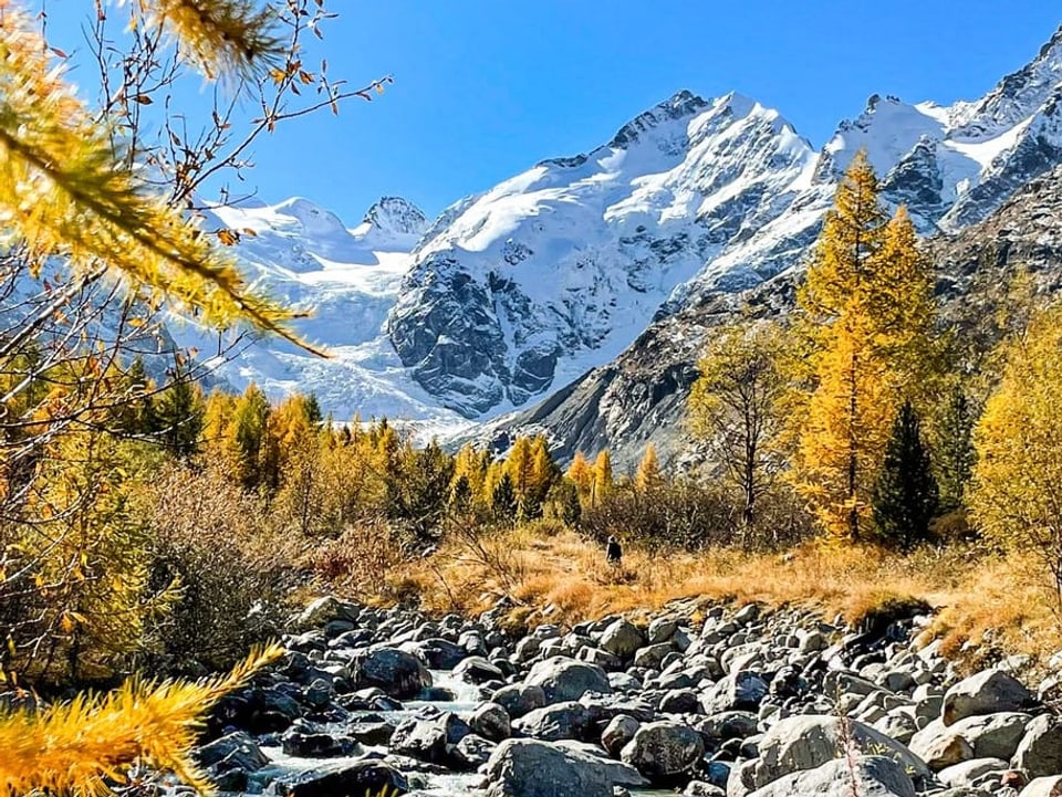 15. Oktober Goldene Lärchen und im Hintergrund verschneite Berge.