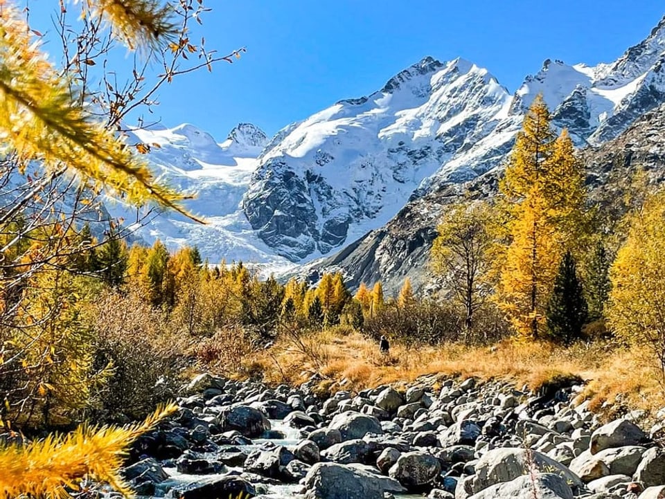 Goldene Lärchen und im Hintergrund verschneite Berge. 