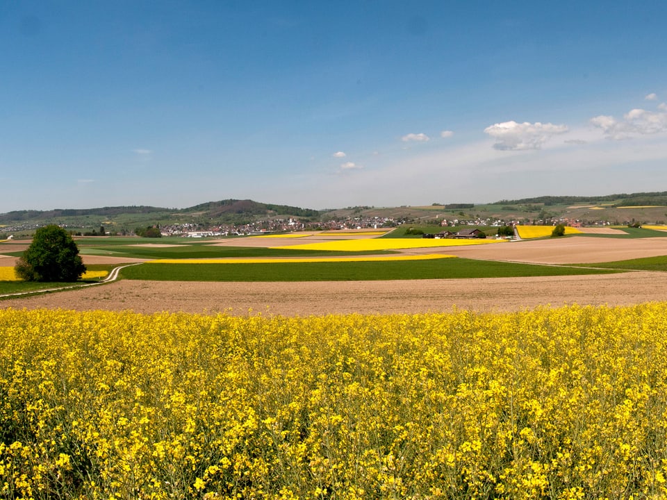 Landschaftsbild mit gelben Rapsfeldern und einer dörflichen Ansiedlung im Hintergrund unter blauem Himmel.