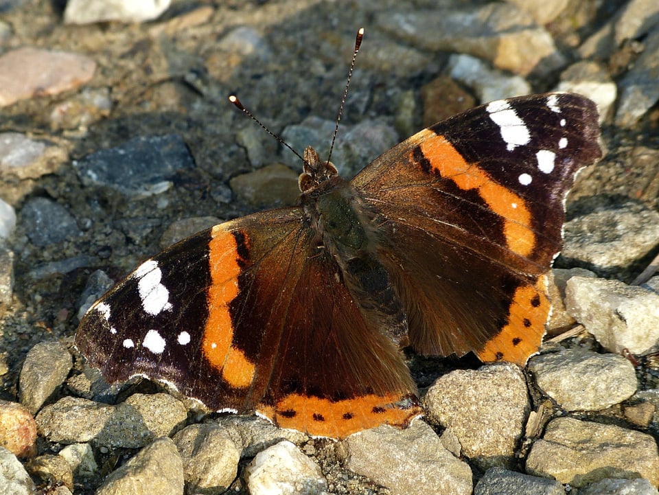 Ein Schmetterling mit weit ausgebreiteten Flügeln pausiert auf Steinboden.