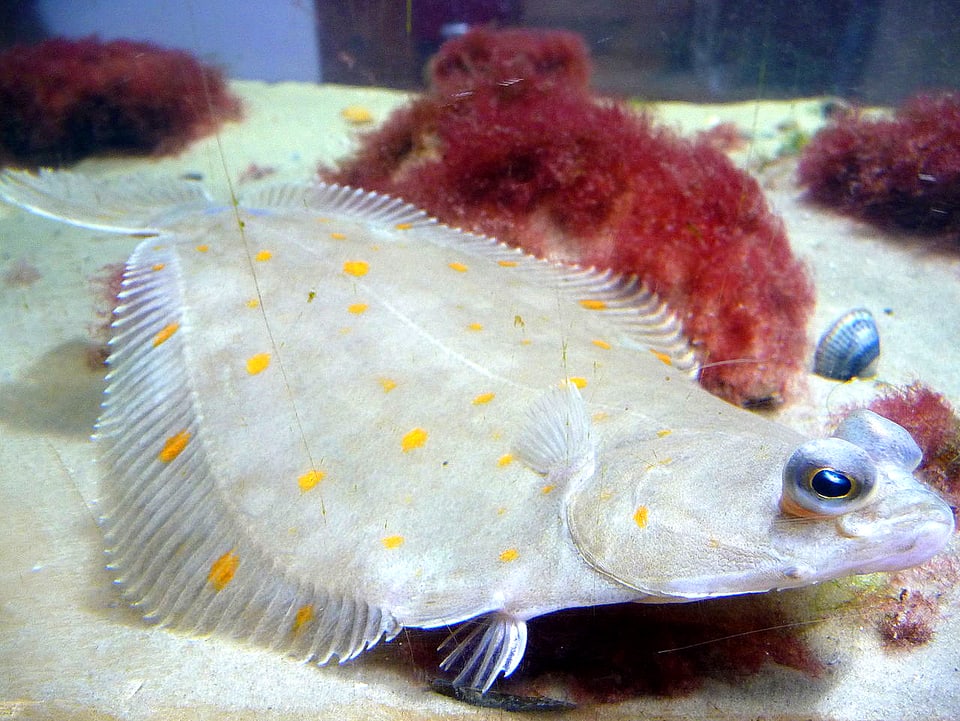 Weisse Scholle mit gelben Punkten verharrt am Grund eines Aquariums. 