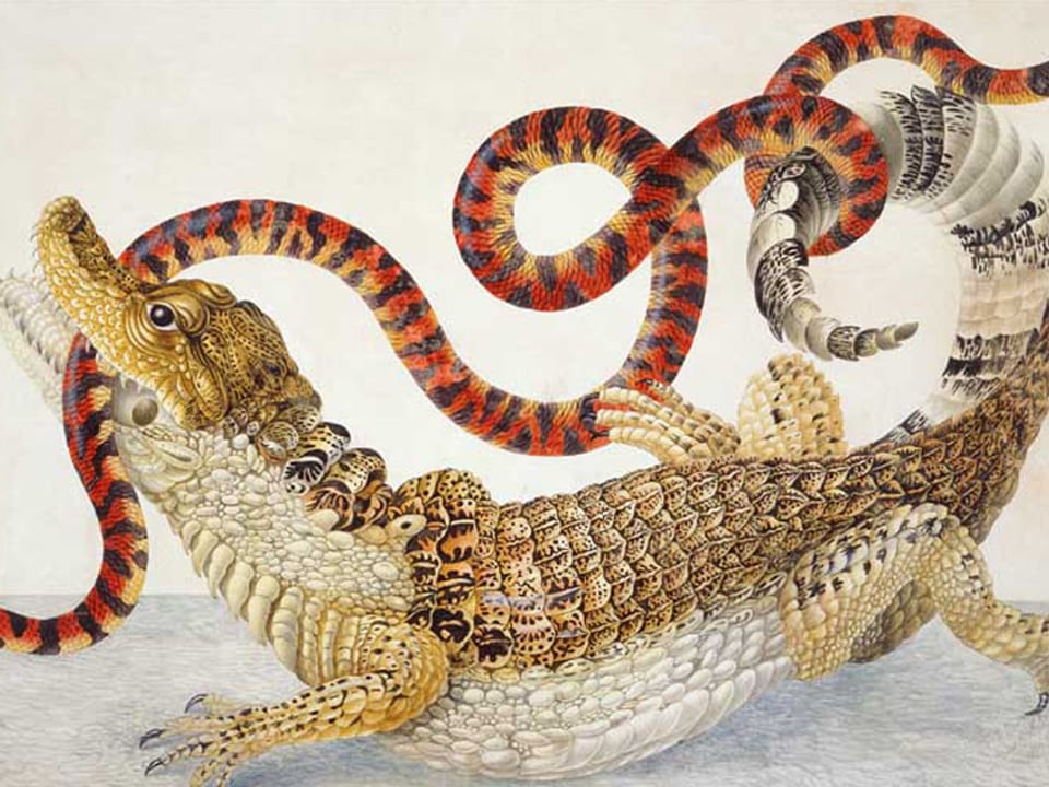 Illustrationen eines Caiman crocodilus und eines Anilius scytale.