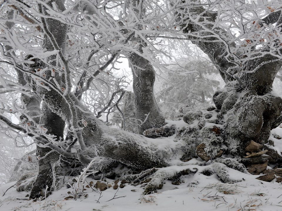 Bäume im Schnee