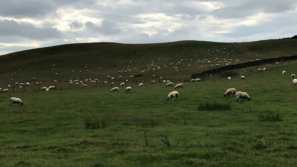 Schafe grasen auf einer Wiese.