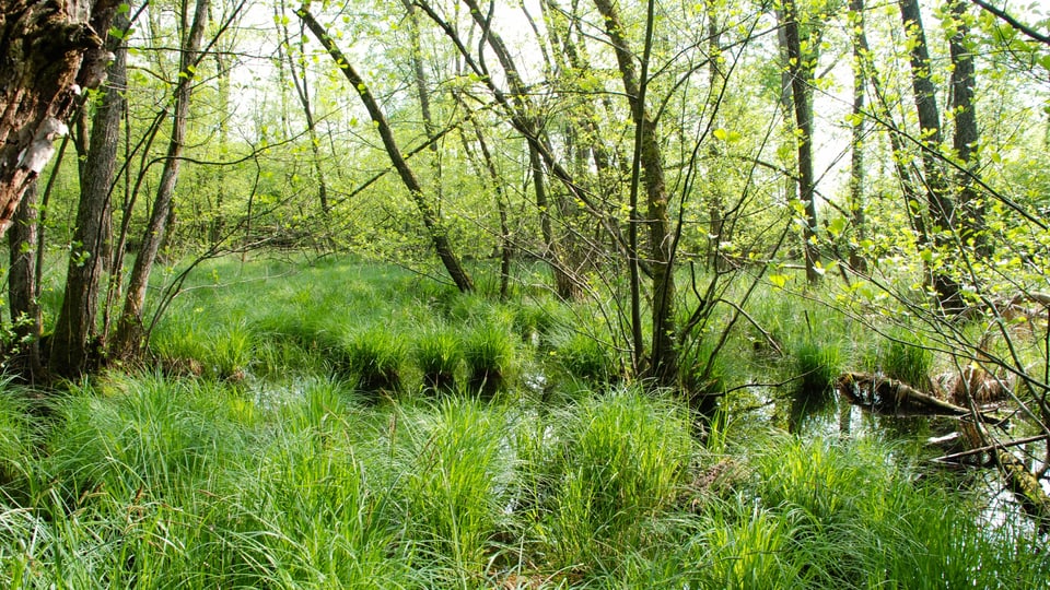 Ein lichter Wald mit Seggen und Wassertümpeln am Boden