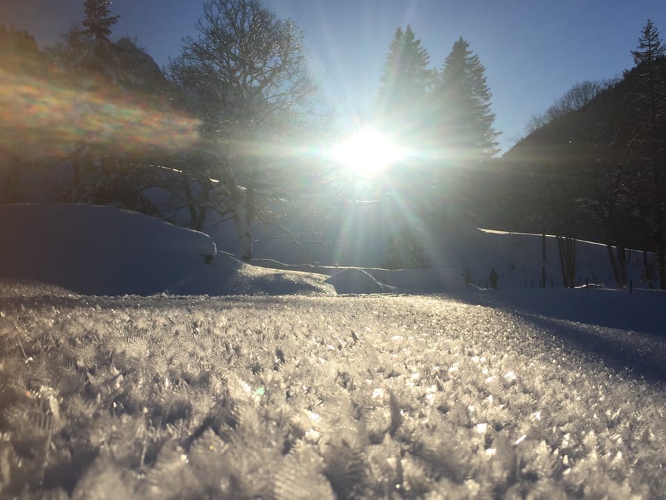 Auf einem Schneefeld sind winzige Eiskristalle zu sehen. Am Horizont scheint die Sonne zwischen Tannen hindurch.