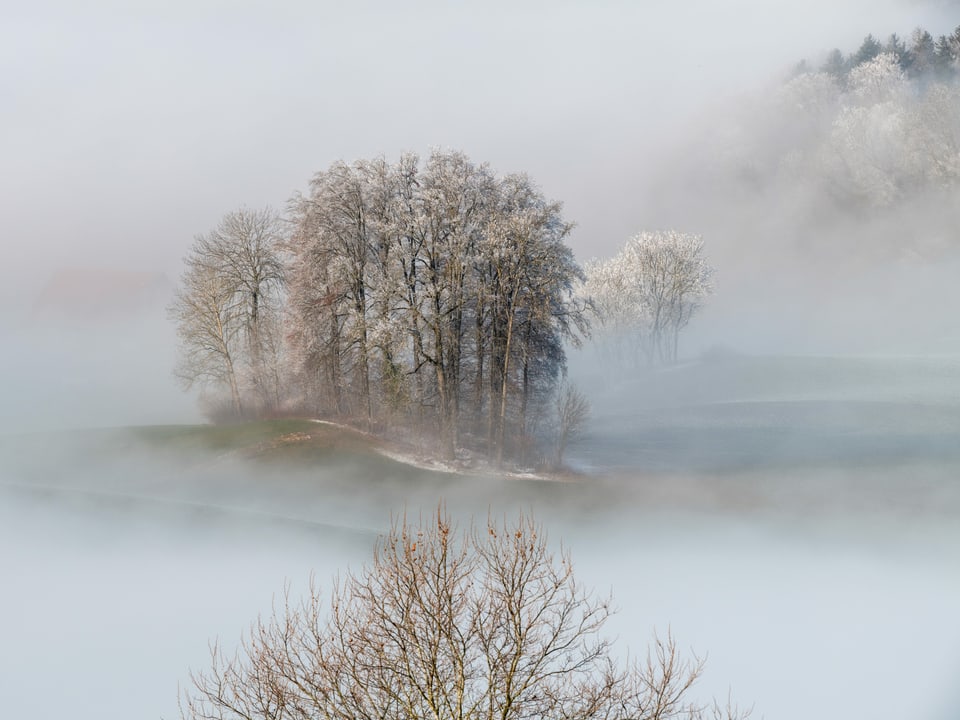 Frostige Bäume ragen aus dem Nebel heraus
