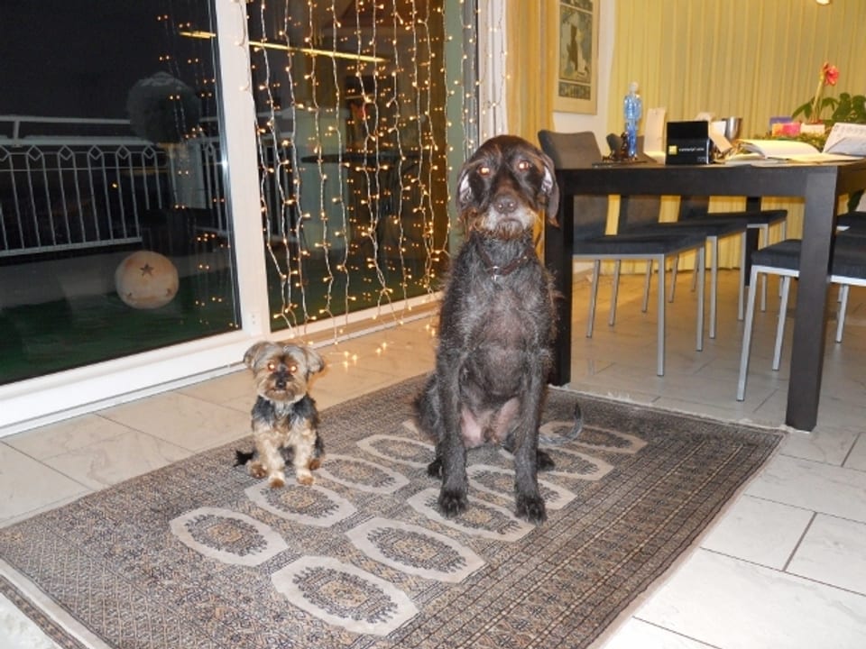 Kleiner Hund links, grosser Hund rechts sitzend, schauen in die Kamera, im Hintergrund Esstisch mit Stühlen.