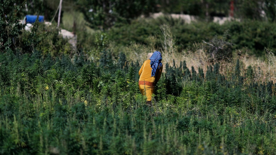 Libanon will in das Cannabis-Geschäft einsteigen