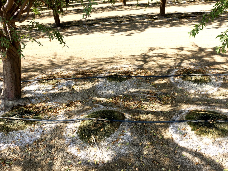 Salzkrusten um die Mandelbäume verraten die schlechte Qualität des Wassers im kalifornischen East Porterville.