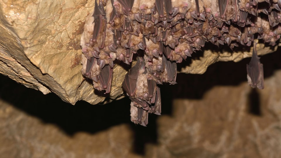 Fledermauskolonie hängt in einer Höhle