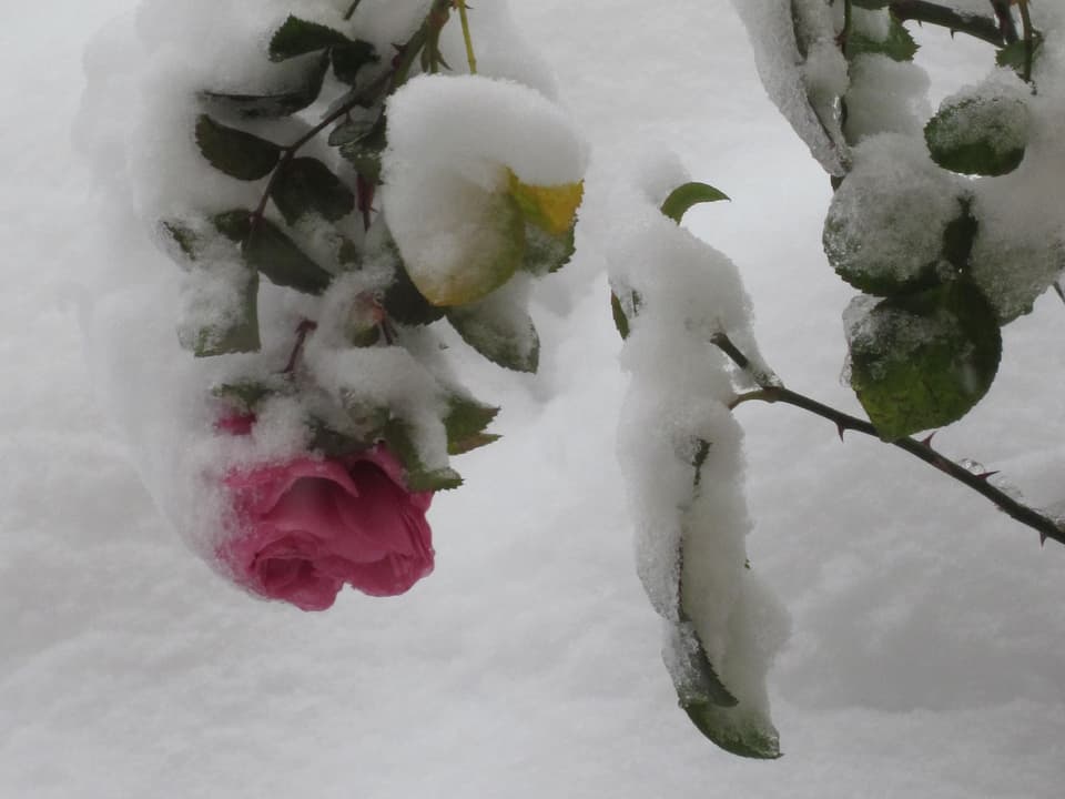 Eine rosarote Rose, bedeckt mit Schnee.