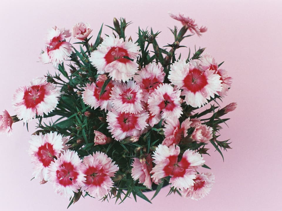 Ein Blumenstrauss mit rosa Blumen vor rosa Hintergrund