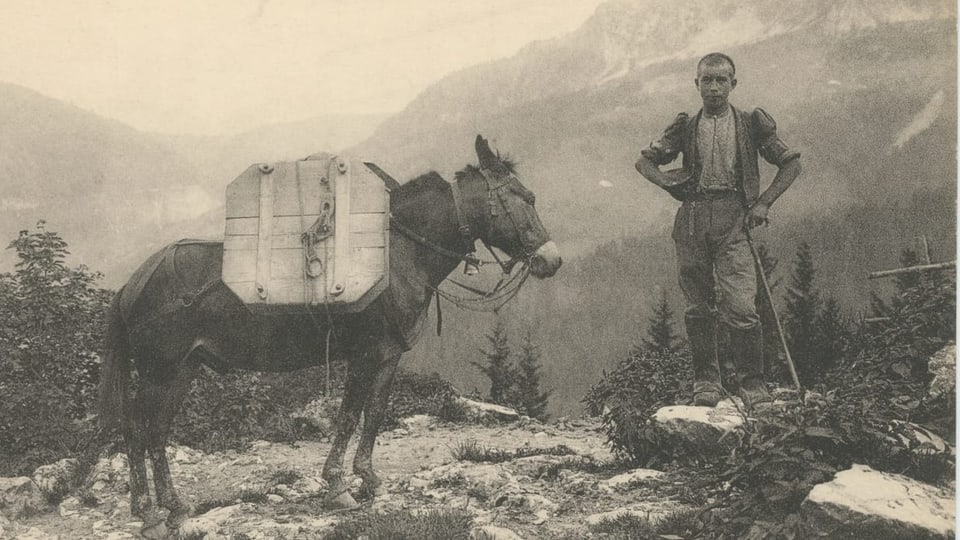 Auf dem Rücken von Mailtieren wird Käse transportiert. Daneben steht ein Säumer.