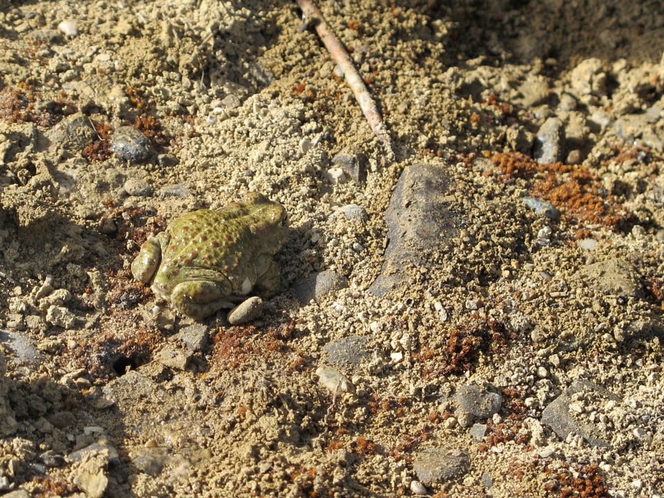 Schlammgrüne Kröte auf braunem Erdboden