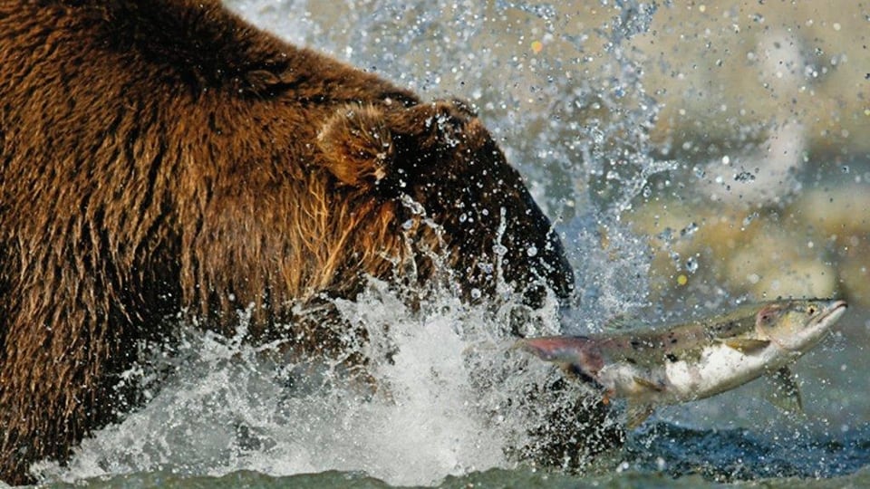 Wasser spritzt auf, als ein Bär einen Lachs fängt. 