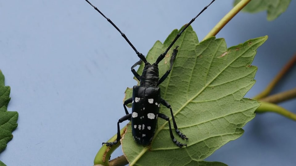 Nahaufnahme eines Käfers auf einem grünen Blatt.