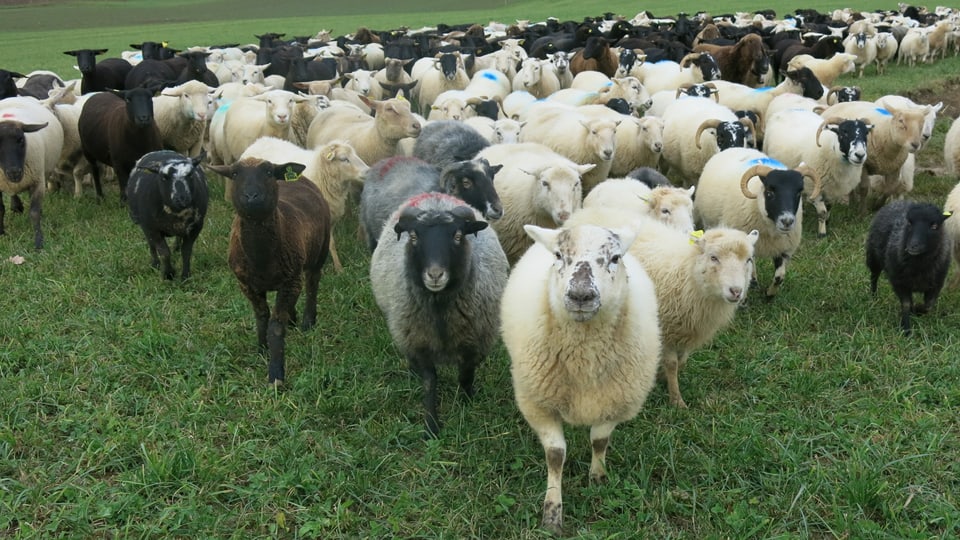 Die Schafe sind nur über  Mittag und nachts in einem Gehege, sondern wandern sie mit der Hirtin.