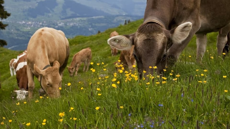 Kühe fressen Gras auf Wiese