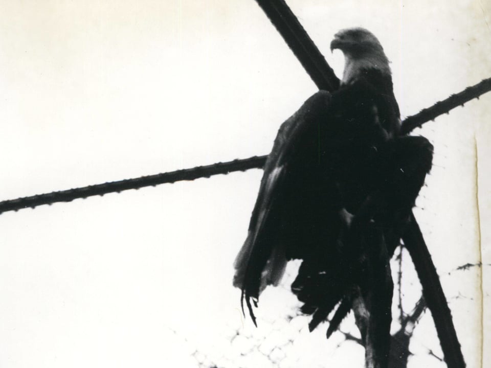 1962: «Willy Brandt», der von den USA geschenkte Weisskopfseeadler im Zoologischen Garten Berlin.