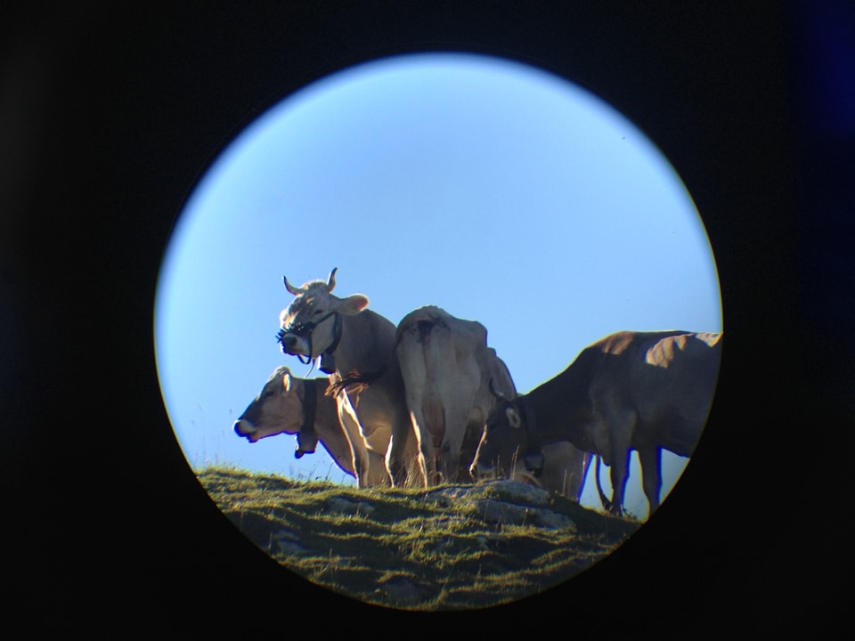 Die Kühe auf der Weide