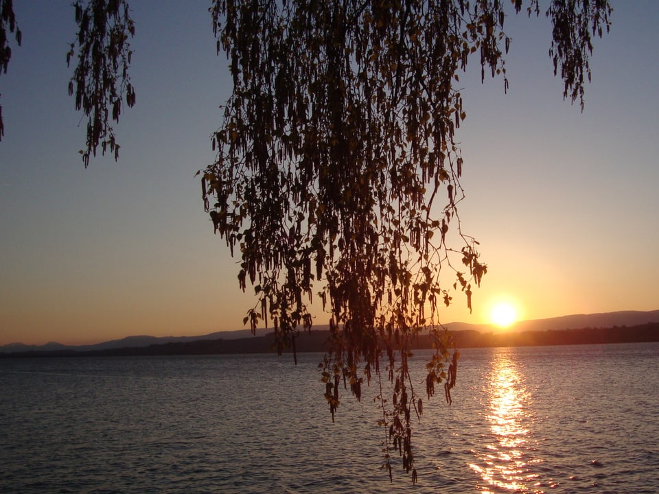 Unter einem Baum sitzend zeigt das Foto im Vordergrund den Murtensee. Am Horizont steht die Sonne knapp über dem Jura.