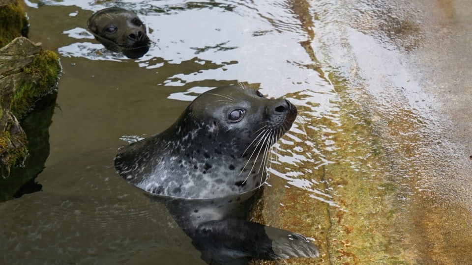 Porträt eines Seehundes im Wasser.