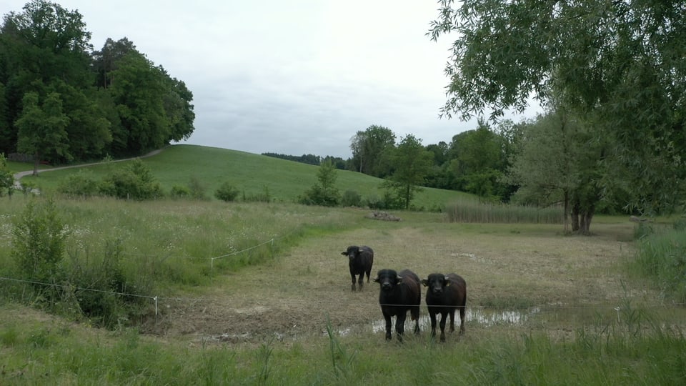 Wasserbüffel auf der Ökofläche