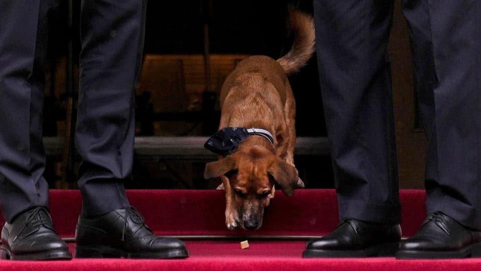Der Hund schnüffelt am Boden. Links und rechts von ihm sind nur die Beine und Füsse der Präsidenten.ersichtlich.