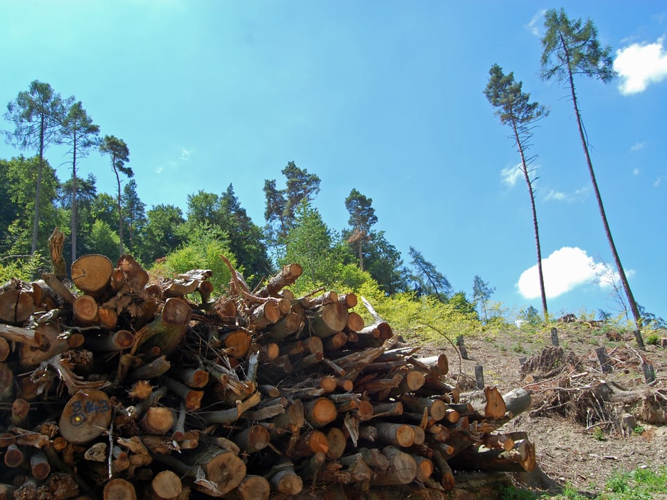 Grosser Holzhaufen vor kahlem Waldstück
