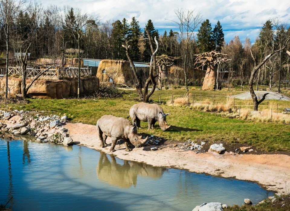 Zwei Breitmaulnashörner weiden am Wasserloch in der neu eröffneten Lewa Savanne des Zoo Zürich.